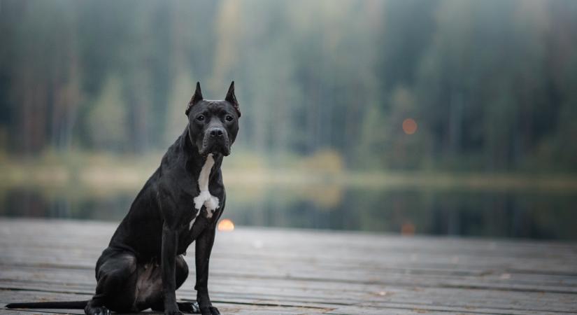 30 év után oldottak fel egy szigorú, pitbull kutyákra vonatkozó tilalmat
