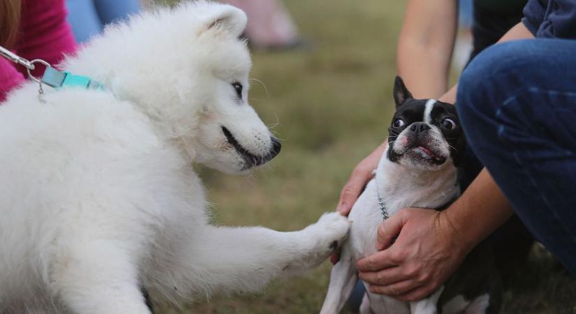 Ekkortól jön az ebadó a Balatonon – szigorítás készül, máshol tiltakoznak