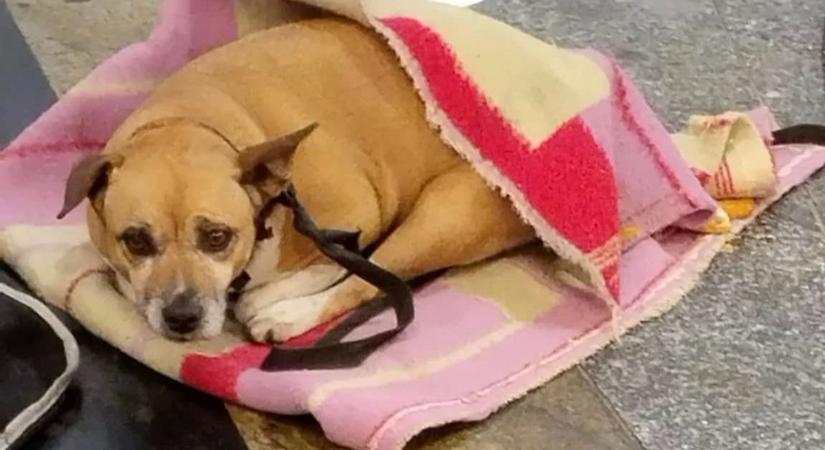 Szegedről lopott kutyával koldultak a Nyugatiban – a gazda két év után kapta vissza a kedvencét