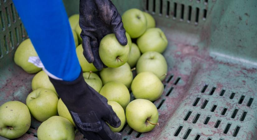 Rekordalacsony az idei alma termésátlaga, bajban van az ágazat