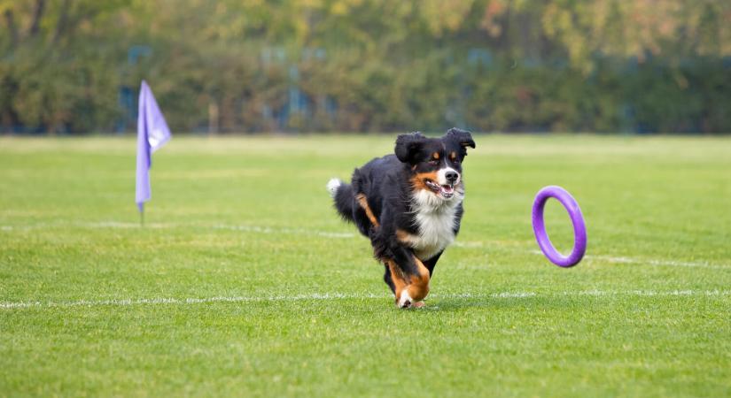 Mit jelent az apportírozás?