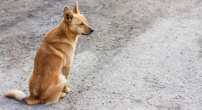Szigorú tilalomról döntöttek a kóbor kutyák miatt – új szabály lépett életbe Isztambulban