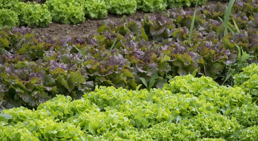 Ez lehet az agrár fenntarthatóság zászlóshajója?