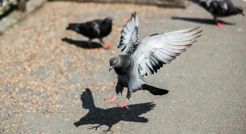Elkezdték kilőni a galambokat, aztán jöttek a lakók