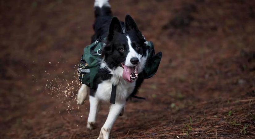 Több dologban is különös egyezést mutatnak az ADHD-s kutyák és emberek