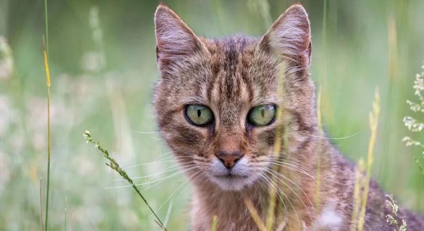 2,5 millió kóbor macskát irtana ki Új-Zéland