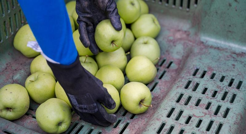 Bajban vannak a magyar almatermesztők