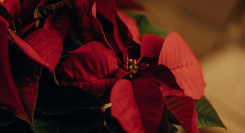 A mikulásvirág gondozása lépésről lépésre, hogy túlélje az ünnepeket!