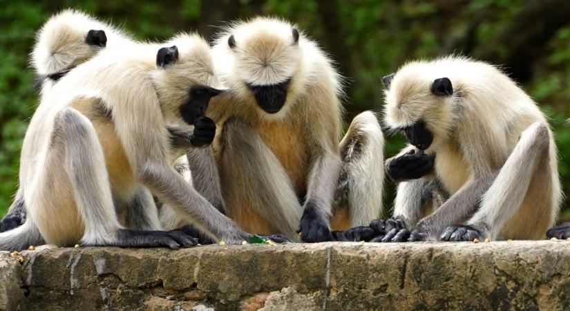 Kevésbé lesznek rákosak azok az emlősök, amelyek segítik egymást