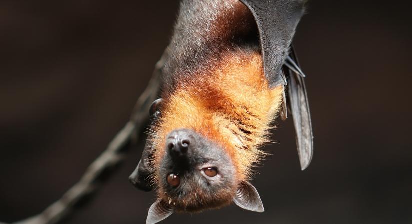 Ezek az állatok elvégzik helyetted a kártevőirtást