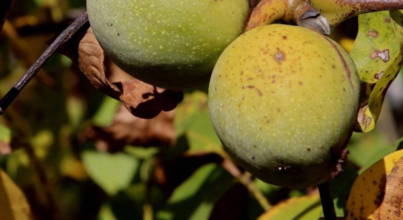 Ne hagyja ott! A diófa levele gondot okozhat