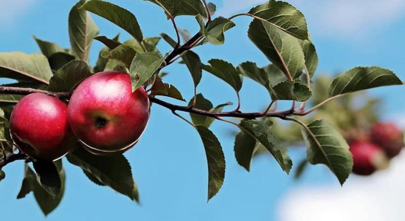 Ezért méregdrága az alma Magyarországon