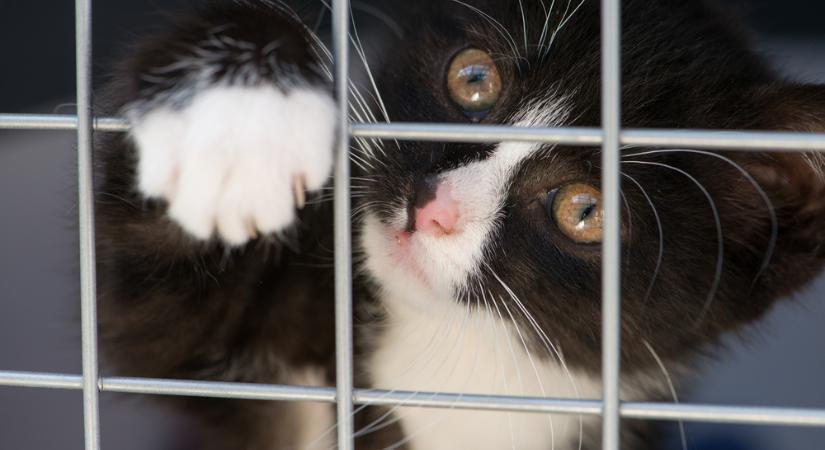 Kiirtanák az összes kóbor macskát Új-Zélandon – hivatalos terv készült a tömeges pusztításra