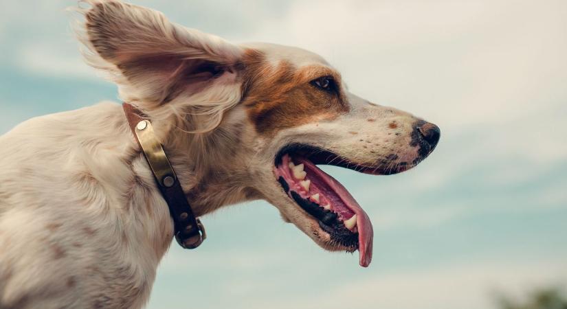 Hanyag kutyatartók: büntetés vár rájuk, ha ezt nem intézik el villámgyorsan