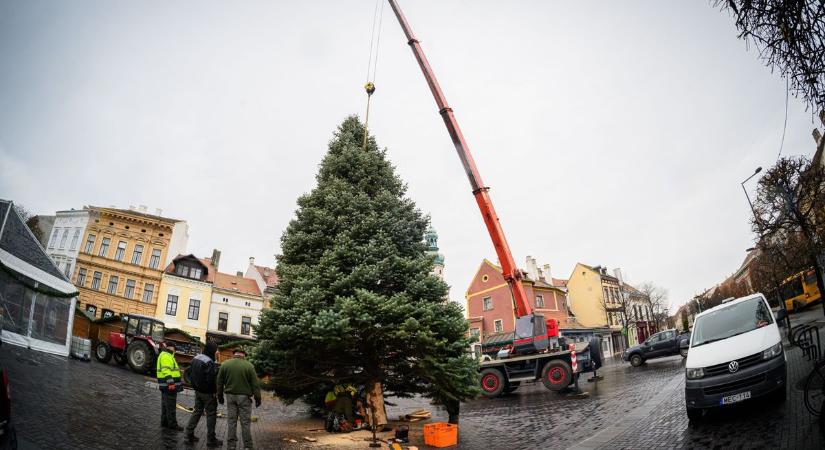 Megérkezett Sopron ünnepi dísze, felállították a város karácsonyfáját - fotók, videó