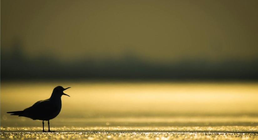 A gazdák régi mondása azt ígéri: pont ilyen idő vár ránk egész télen