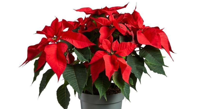 Ezek igazi kincsek! A téli időszak kedvenc virágait most olcsón beszerezhetjük