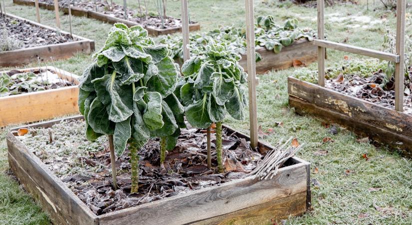 Közösségi kert télen – van értelme?