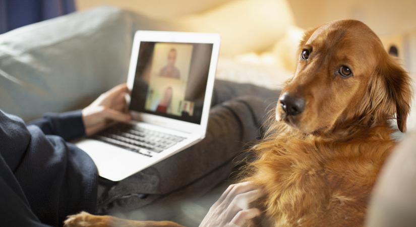 Ugyanazok a gének alakítják a kutyák és az emberek érzelmi világát