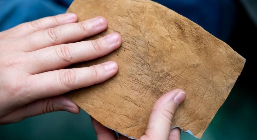 Semmit nem tudunk a gombákról, pedig az emberiség megmentői lehetnek