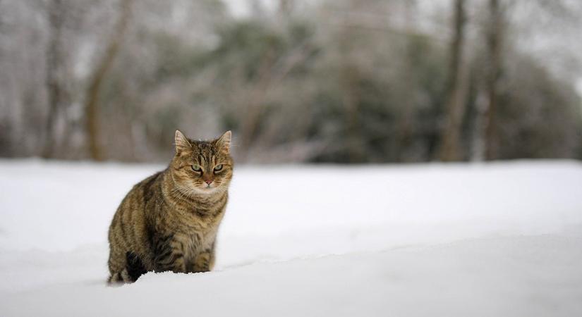 10 tipp vidéki házhoz – téli túlélőcsomag