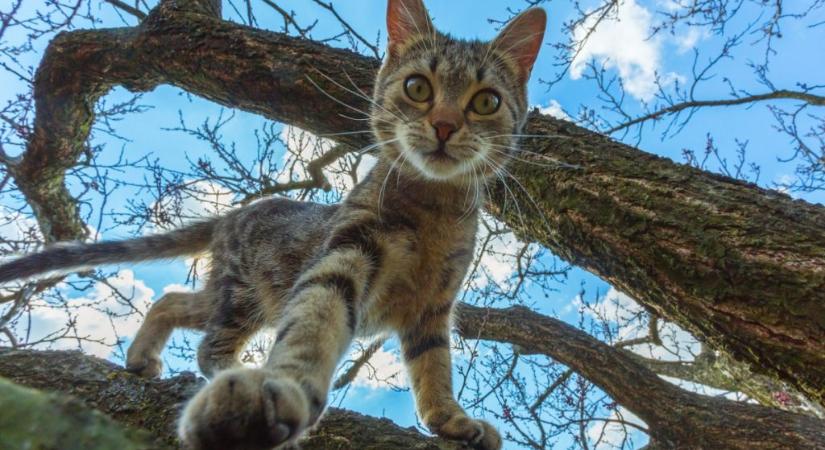 Vasútállomásra jár „dolgozni” Nala, a kijárós cica