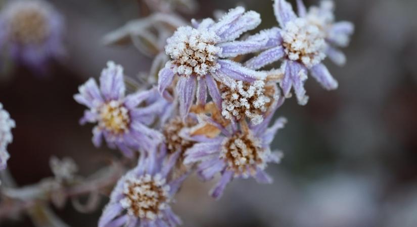 Katalin-nap titkai: jóslatok, szerelmek és legendás nők – miért különleges november 25.?