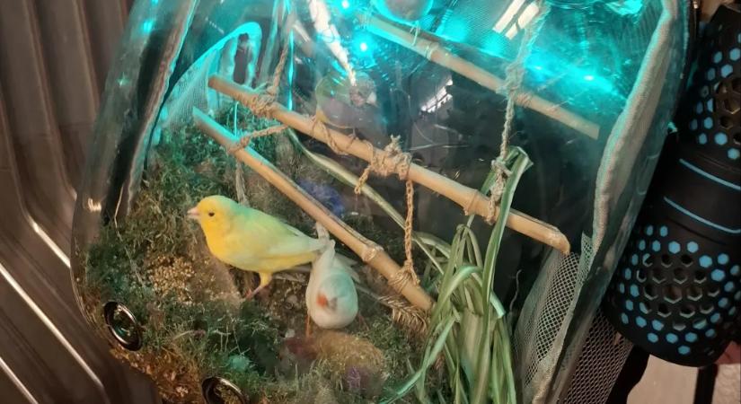 Veszélyeztetheti állatait egy bécsi férfi, aki egy madarat hord magával a hátizsákjában