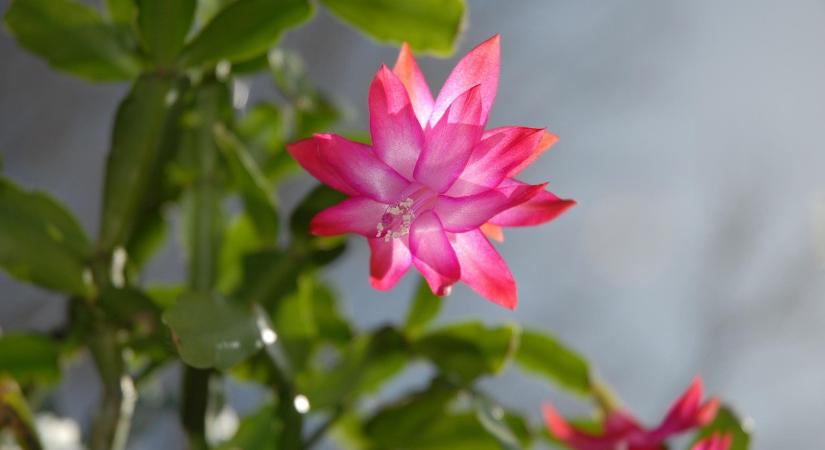 Így öntözze a karácsonyi kaktuszt, hogy decemberben biztosan virágba boruljon