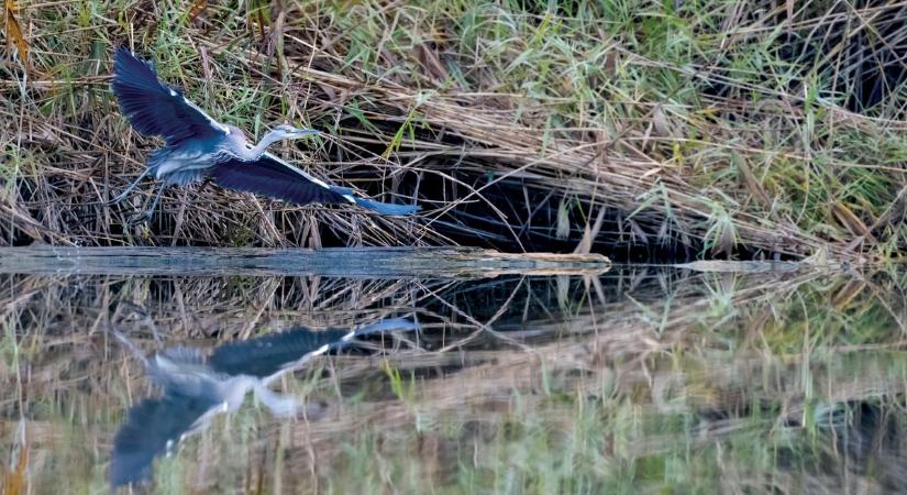 Fókuszban a természet az év kiállításain