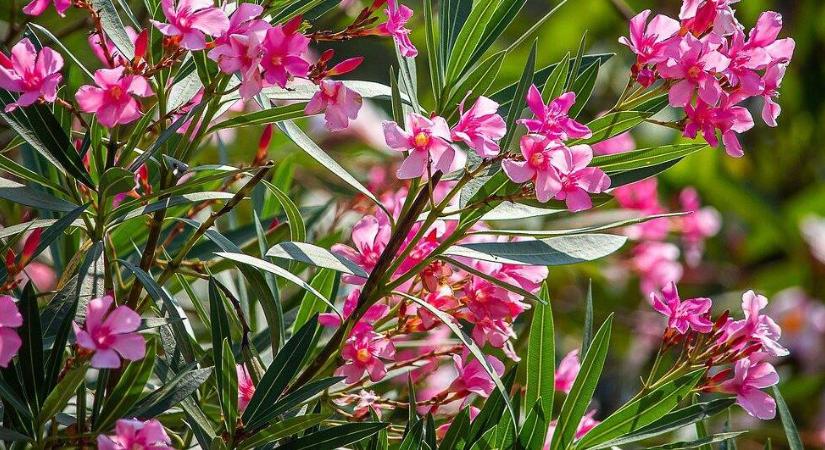 A szabadban teleltették a leandert, hihetetlen, mi történt vele