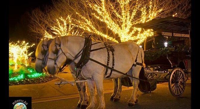 Ingyenesen lehet lovaskocsizni adventkor Vásárhelyen