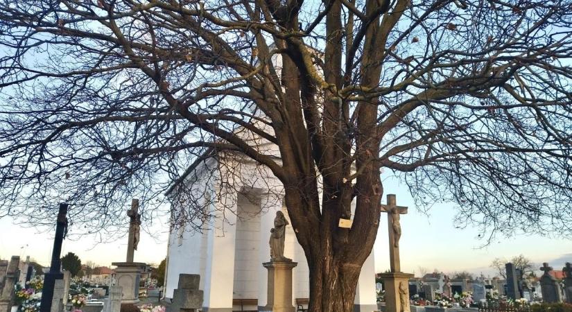 Juharfa lett az év fája 2025-ben Pakson