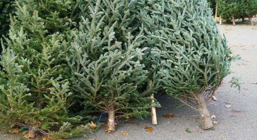 Ennyiért vehetsz 2025-ben karácsonyfát: itt vannak a fenyőárak