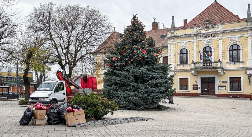 Ilyen szép fenyőt ritkán látni! Megérkezett Abony karácsonyfája