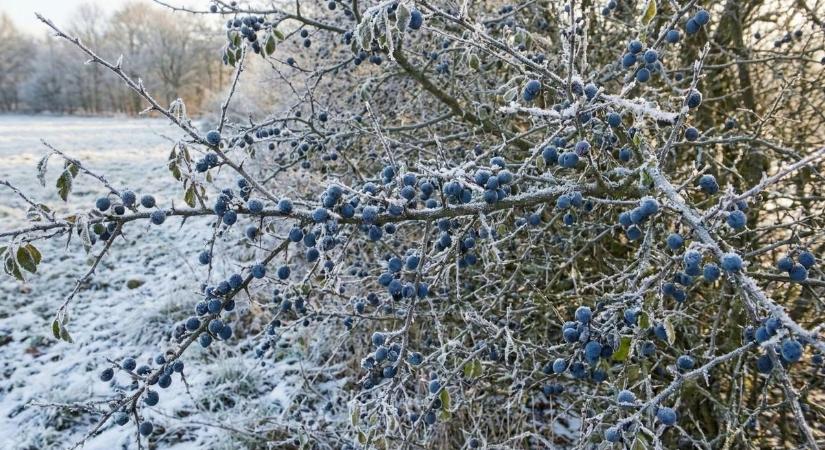 Ingyen szupergyümölcs a bokorról – vadbogyók, amiket most szedj le!