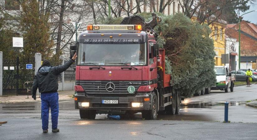 Még titok, milyen színűre díszítik a gyöngyösi karácsonyfát, de már a Fő téren áll  fotók, videó
