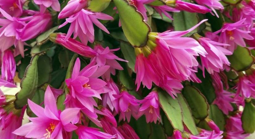 Így fog pompásan virágozni a karácsonyi kaktusz: fontos az is, hova teszed a szobában