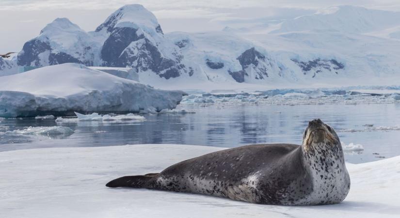 Ez a következő faj, amit a kihalás fenyeget