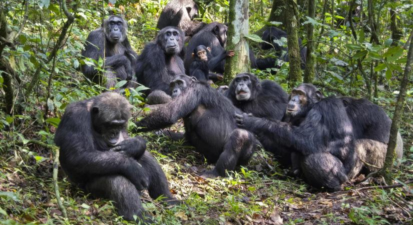 Népeségrobbanásba torkollott a tízéves majomháború, ami az emberi erőszak evolúciós gyökereire is rávilágíthat