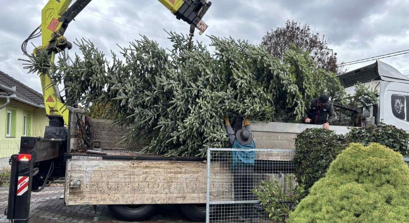 Megvan Dunaújváros karácsonyfája - a Városháza térre kerül