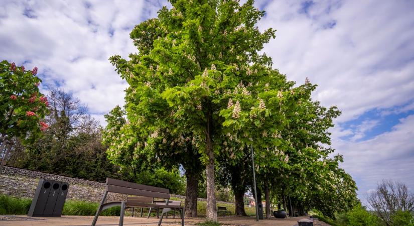 Díjat nyert Paks a Virágos Magyarország versenyen