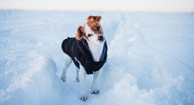 Téli túra kutyával: avagy mire figyelj ha túrázni indulsz vele