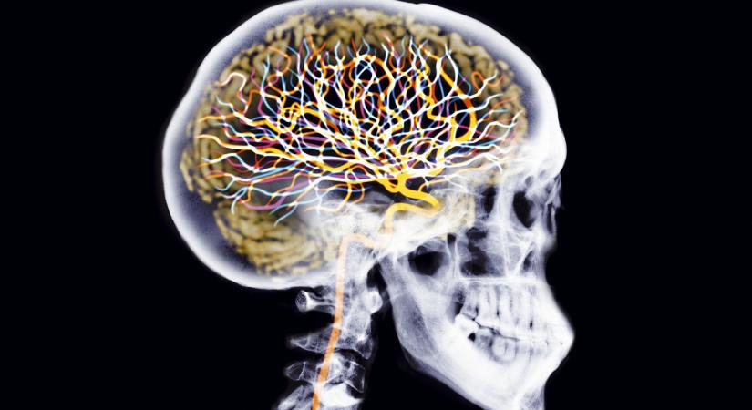 Megállapították az emberi agy fejlődésének öt fő korszakát