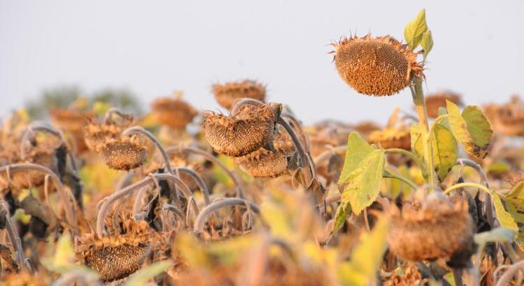 A klímaváltozás új pályára tereli a hazai növénytermesztést