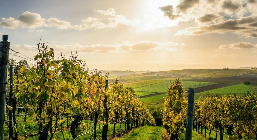 Most vásárolj állami szőlőterületet!