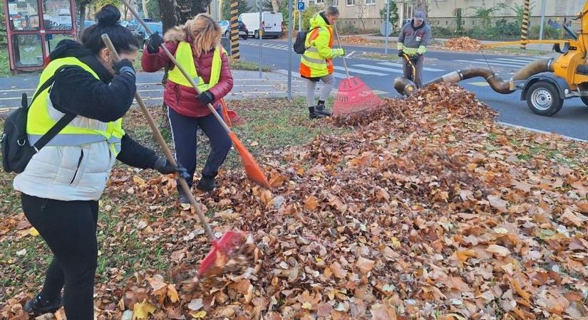 Lombgyűjtés Győrben - Október elseje óta mintegy 300 tonnát gyűjtöttek
