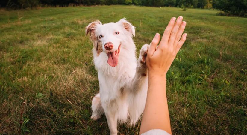 Teljesen abszurd: a Tisza megadóztat, ha kutyád vagy más háziállatod van