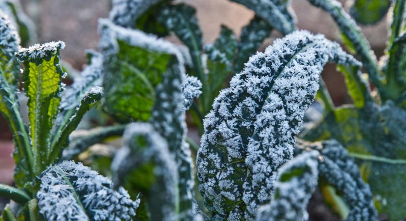 Vetés decemberben? Itt a lista, ezeket a zöldségeket szinte bármikor ültetheted