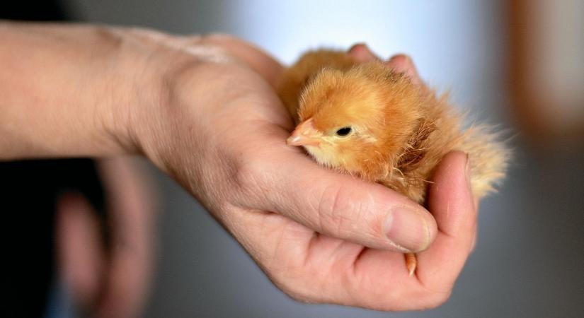 Háztáji baromfitartás: ez lehet a megoldás egy fenyegető veszélyre